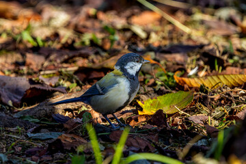 Obraz premium 地面を歩くシジュウカラ