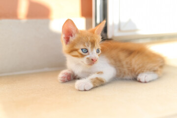 beautiful, red-haired blue-eyed cats on the street, animals rest, sleep, sit in a box, play. emotions