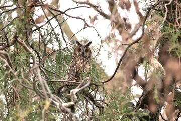  The long-eared owl (Asio otus) on a branch in winter.