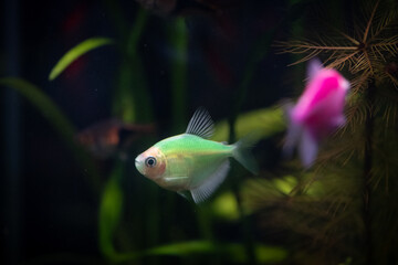 Beautiful colorful tropical fish in an aquarium. Underwater world.