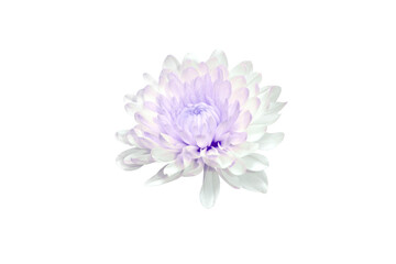Obraz premium flower isolated on white background