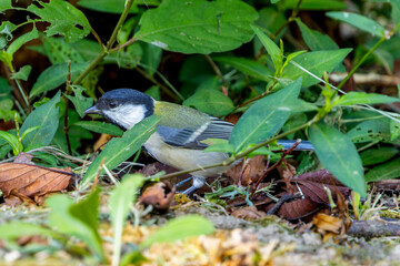 地面を歩くシジュウカラ