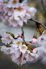 Cherry Blossoms in Spring Season