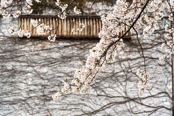 Cherry Blossoms in Spring Season