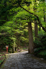 footpath in the woods with sunshine coming through leaves