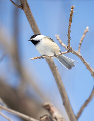 Mésange à tête noire sur branche, jour, vertical