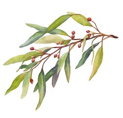 Fototapeta premium eucalyptus branches