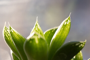 Fototapeta premium Closeup succulent plant in sunlight. Natural background.