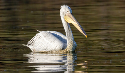 Dalmatian and White Pelicans of Kerkini Lake