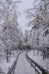 snow covered road in the winter forest 