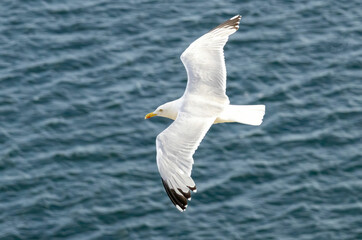 Closeup of a Herring Gull with a blue background