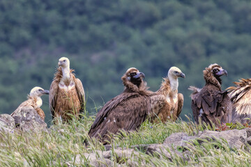 Cinereous, Egyptian and Griffon vultures and white-tailed sea-eagle on feeding station