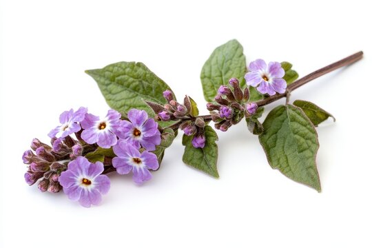A light purple heliotrope branch with flowers set against a white background
