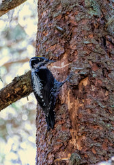 Three-toed Woodpecker in a natural habitat