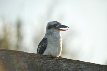 Fototapeta premium A kookaburra perched on a rustic wooden surface under a bright blue sky. Wildlife concept. Nature