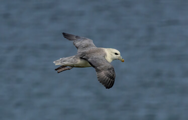 Northern Fulmar on breeding rocks of Bempton cliffs, UK
