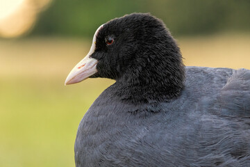 Coot (Fulica atra) in a natural habitat