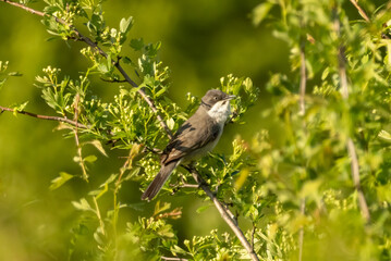 Orphean Warbler bird in natural habitat
