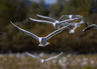 Black-headed Gull (Chroicocephalus ridibundus) in a natural habitat