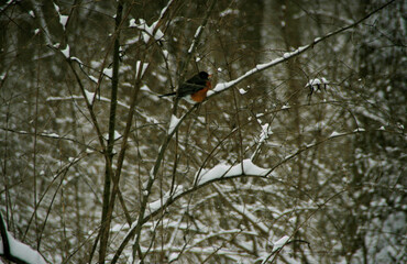 Fototapeta premium bird in the snow