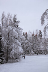 winter forest in the snow