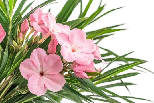 Closeup of a stunning pink flower bouquet with green leaves against a white background featuring blooming oleanders