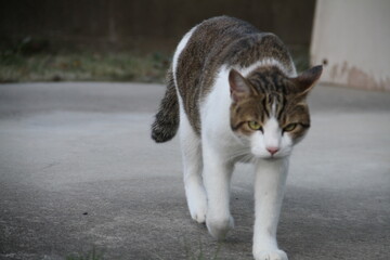 cat walking toward me 