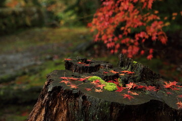 切株に積もる紅葉