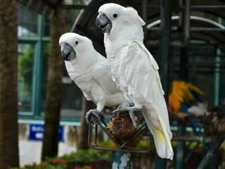 sulphur crested cockatoo. Rose breasted cockattoo sitting on the tree branch outdoors. Select and soft focus	
