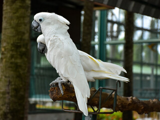 sulphur crested cockatoo. Rose breasted cockattoo sitting on the tree branch outdoors. Select and soft focus	
