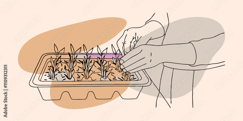 Poster Transplanting Seedlings A person stands in front of a prepared planting bed holding a small tray of seedlings. With one hand they gently separate a small plant from the tray while