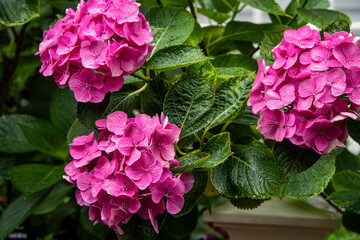 Fototapeta premium Blooming Pink Hydrangea Flowers on Bush