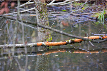Idyllic rural scenery with pond in the woods with fallen moss covered tree trunks and reflections on a foggy autumn day. Photo taken November 30th, 2024, Rümlang, Switzerland.