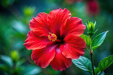 Blooming Red Chinese Rose Portrait Photography: Stunning Hibiscus Flower Images