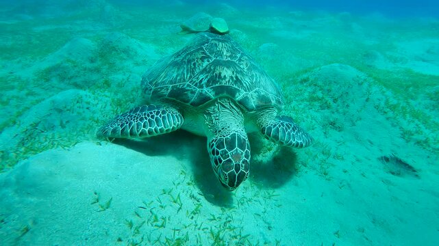 Close up of Sea Turtle grazing on hilly seabed, Slow motion, front side of  Great Green Sea Turtle (Chelonia mydas)