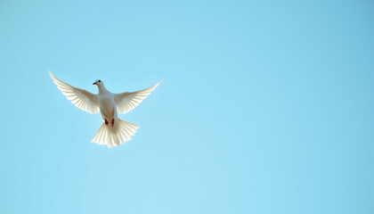 Fototapeta premium A white dove in flight against a clear blue sky symbolizing peace and hope.
