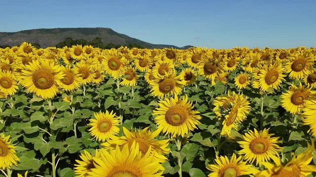 Beautiful sunflower field on summer with blue sky and white cloudy at Lop buri province,THAILAND