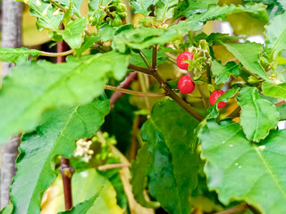 beautiful wild plant in red color,blood berry 