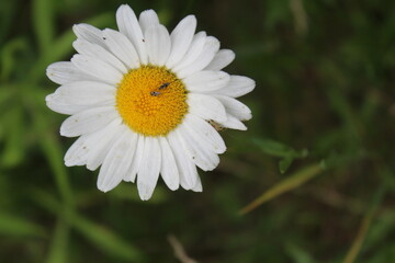 Fototapeta premium Daisy flower