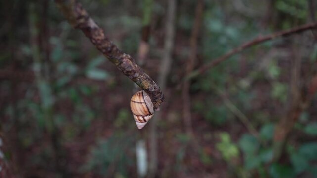Shallow focus of a liguus fasciatus snail on a tree twig in the forest with blurry background