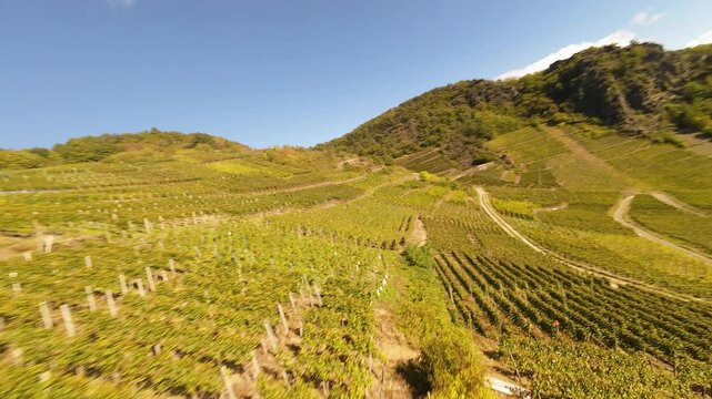 Aerial FPV drone is flying over the vineyards in the Ahr Valley in Germany. for production of wine