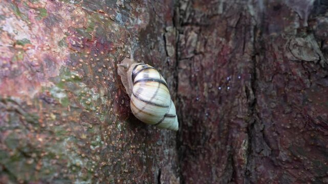 Closeup of a liguus fasciatus snail on a tree trunk in the forest