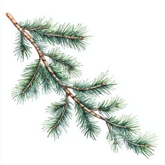 Obraz premium Pine branch, white isolated background.
