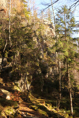 pine forest in autumn