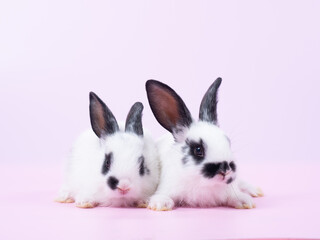 Two white and black dot rabbit sitting on pink background. Lovely action of young rabbit.