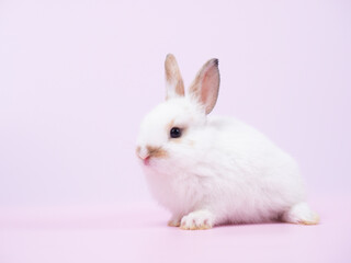 Front view of white  rabbit sitting on pink background. Lovely action of young rabbit.