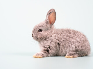 Front view of baby grey rabbit sitting on green pastel background. Lovely action of young rabbit.