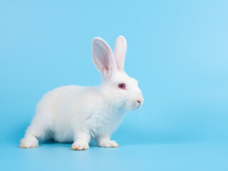 Obraz premium Side view of baby white rabbit standing on blue screen background. Lovely action of young rabbit.