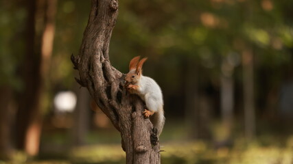 Eurasian red squirrel live in a public park in Bishkek