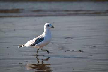 A lone seagull explores the calm shoreline, creating a tranquil scene that highlights the beauty of nature. Ideal for eco-tourism, wildlife awareness, or relaxation-themed projects